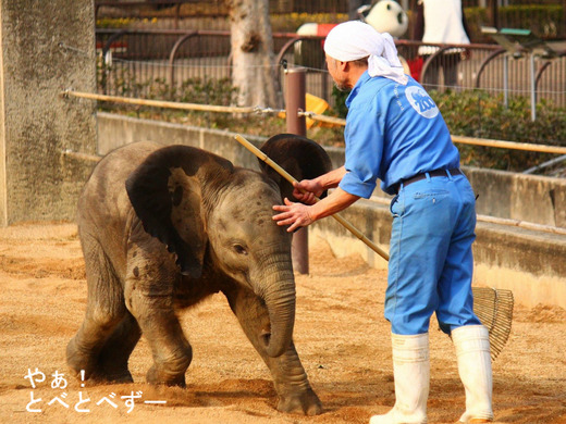 赤ちゃんゾウ時代の砥愛ちゃんとアフリカゾウのレジェンド飼育員さん
