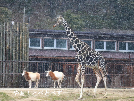 雪のとべ動物園：キリンのユウマくん