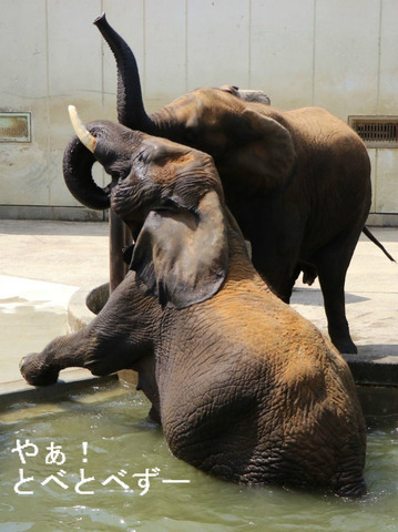日本で初めて人工哺育で育ったアフリカゾウの媛ちゃん