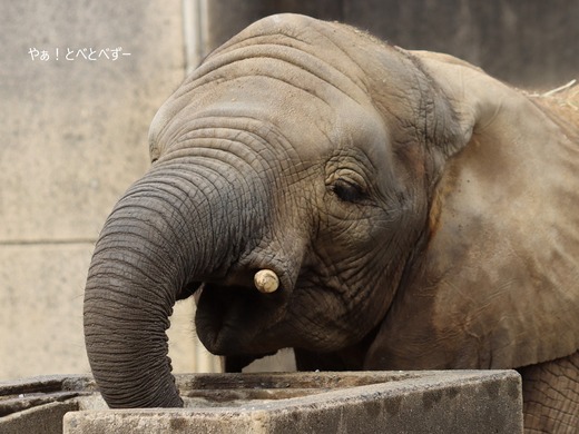 とべ動物園アフリカゾウのブログ：やぁ！とべとべずー