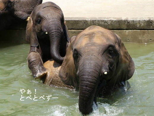 プールで遊ぶアフリカゾウの姉妹：媛ちゃん、砥愛ちゃん