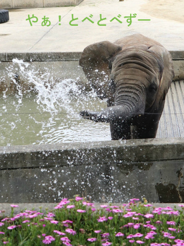 注意♪　水を掛けるいたずらっ子の砥愛ちゃん（愛媛県立とべ動物園）