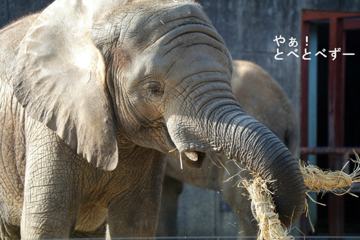 とべ動物園アフリカゾウのブログ:やぁ!とべとべずー