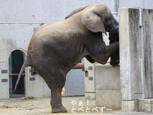 多摩動物公園アフリカゾウの砥夢くんの姉の媛ちゃん