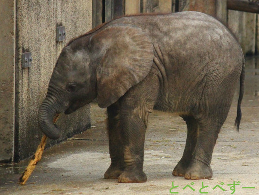 赤ちゃんゾウの食事風景：とべ動物園