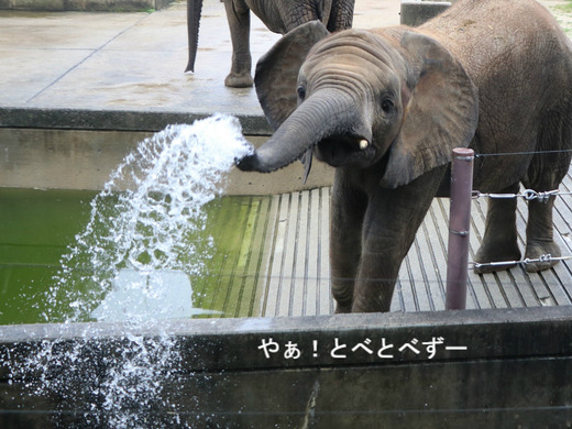 アフリカゾウ、アジアゾウ大好きブログ：やぁ！とべとべずー