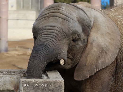 アフリカゾウ大好きブログ：やぁ！とべとべずー