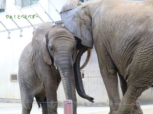 とべ動物園アフリカゾウ：砥愛ちゃん（メス、７歳）