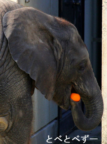 とべ動物園アフリカゾウの子象:砥愛(とあ)ちゃん