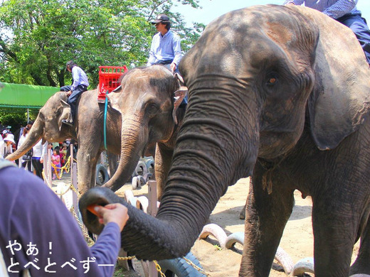 アフリカゾウ、アジアゾウにエサやり体験