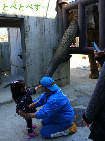 アフリカゾウの写真満載のブログ：やぁ！とべとべずー