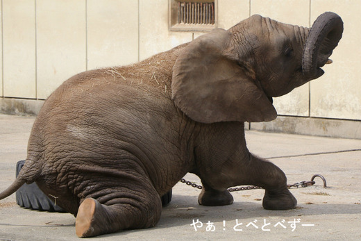 アフリカゾウの写真満載のブログ：やぁ！とべとべずー