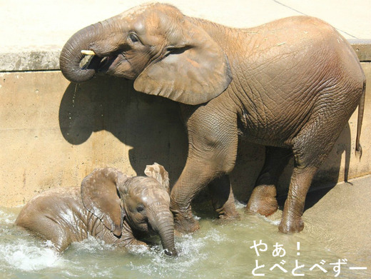 とべ動物園ブログ：アフリカゾウ、白くまピース、赤ちゃんライオン
