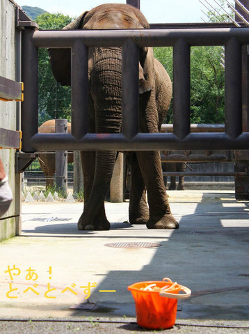 アフリカゾウへのエサやり体験(愛媛砥部動物園)