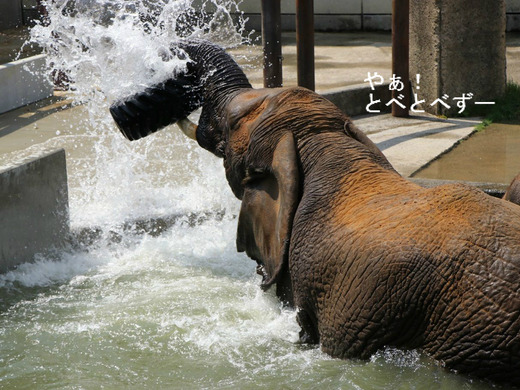 プールでタイヤを振り回して遊ぶリカさん：愛媛とべ動物園