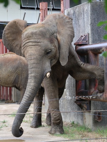 とべ動物園アフリカゾウ：アフ、リカ、媛、砥夢、砥愛