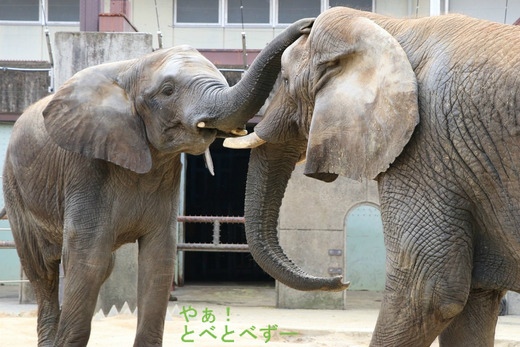 とべ動物園アフリカゾウの親子:リカ(母)、媛(長女)