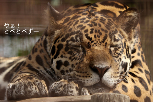 とべ動物園:ジャガーの卯月 佐助(うづきさすけ)