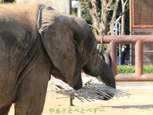 とべ動物園アフリカゾウ:アフ、リカ、媛、砥夢、砥愛