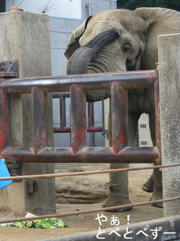 とべ動物園アフリカゾウのブログ:やぁ!とべとべずー