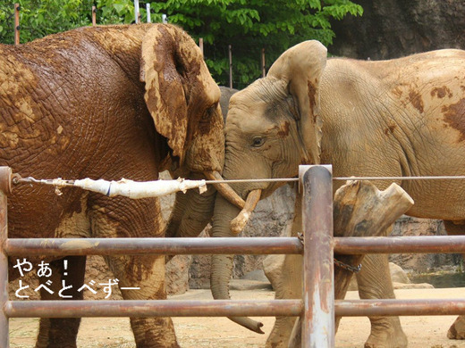 アフリカゾウの写真満載のブログ:やぁ!とべとべずー