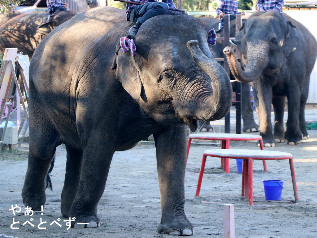 やぁ!とべとべずー与茂駄(よもだ)くあとろ ~とべ動物園で暮らすアフリカゾウのブログ~ ケニッシュ