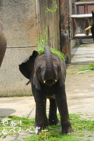 日本で唯一アフリカゾウの親子が暮らす愛媛とべ動物園
