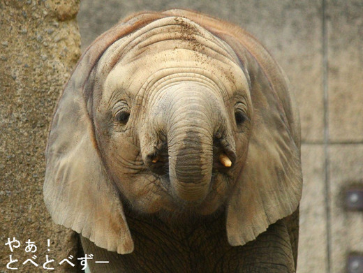 とべ動物園ブログ:アフリカゾウ、ピース、レッサーパンダ、カピバラ