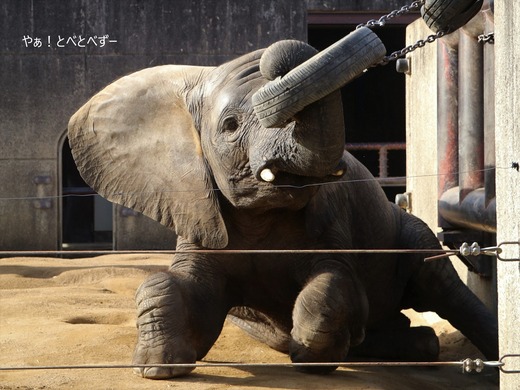 アフリカゾウ、アジアゾウ大好きブログ：やぁ！とべとべずー