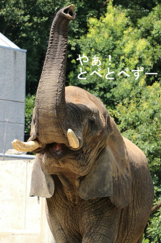 とべ動物園アフリカゾウ
