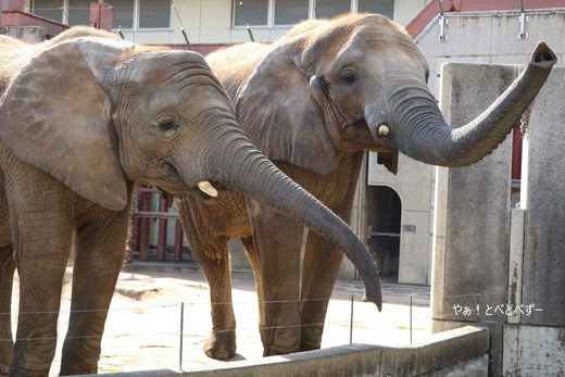 とべ動物園アフリカゾウ：アフ、リカ、媛、砥夢、砥愛