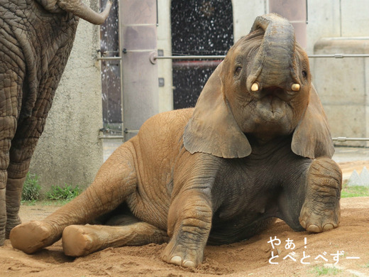 とべ動物園アフリカゾウのブログ:やぁ!とべとべずー