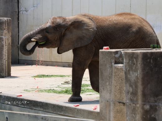 スイカが大好きなアフリカゾウの砥愛ちゃん@とべ動物園