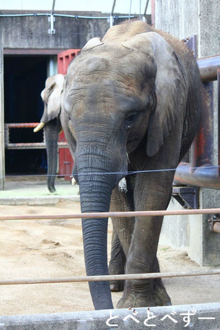 とべ動物園アフリカゾウのブログ：やぁ！とべとべずー
