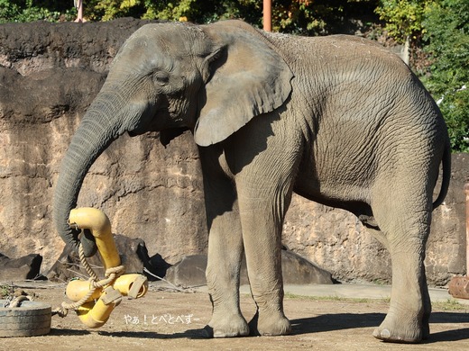 砥夢（とべ動物園から多摩動物公園に移動）