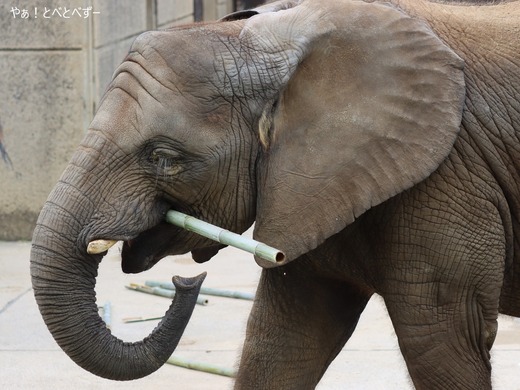 とべ動物園アフリカゾウ：砥愛ちゃん（メス、10歳）