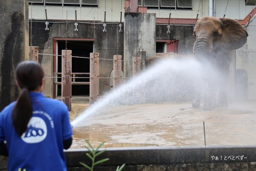 とべ動物園ブログ：やぁ！とべとべずー