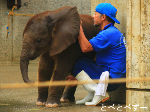 アフリカゾウの赤ちゃん：砥愛（とあ）ちゃん