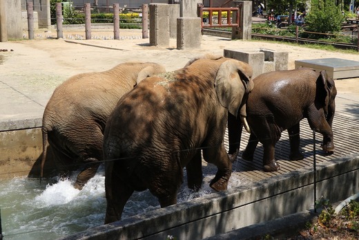 とべ動物園アフリカゾウ：アフ、リカ、媛、砥夢、砥愛