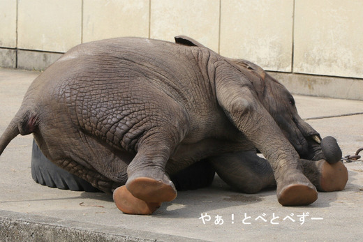 タイヤの上でゴロンゴロンするアフリカゾウの子象の砥愛ちゃん