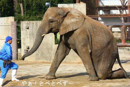 とべ動物園ブログ：アフリカゾウ、ピース、レッサーパンダ