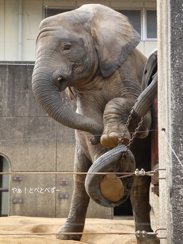 日本で唯一アフリカゾウの子象が見らえる愛媛とべ動物園
