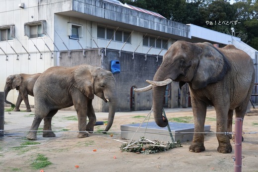 とべ動物園アフリカゾウの親子：リカ、砥愛