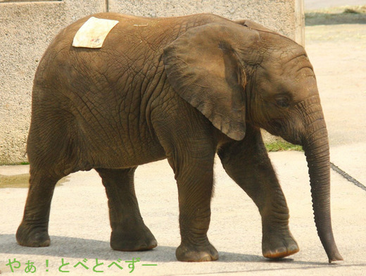 とべ動物園アフリカゾウのブログ:やぁ!とべとべずー