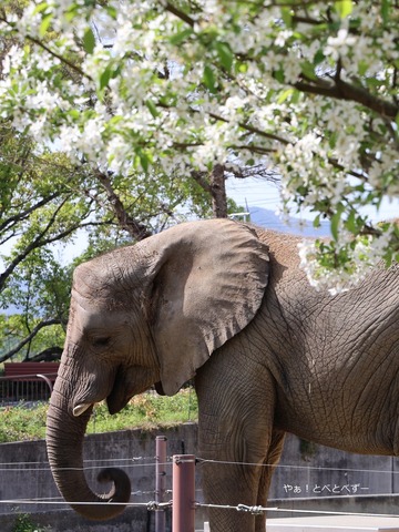 とべ動物園アフリカゾウ:砥愛ちゃん(メス、11歳)