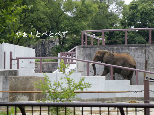 とべ動物園ブログ：ゾウ、ホッキョクグマ、レッサーパンダ、ライオン