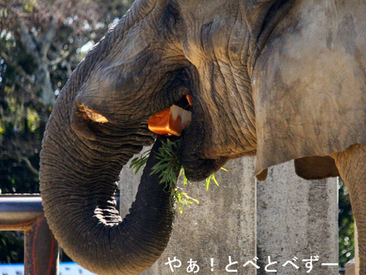 アフリカゾウの媛、砥夢、砥愛のお父さん象のアフ