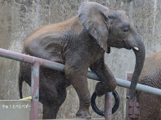 とべ動物園アフリカゾウ:アフ、リカ、媛、砥夢、砥愛