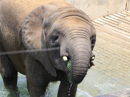 とべ動物園アフリカゾウのブログ：やぁ！とべとべずー