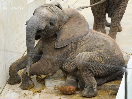 とべ動物園ブログ：砥愛、まんぷく、ピース